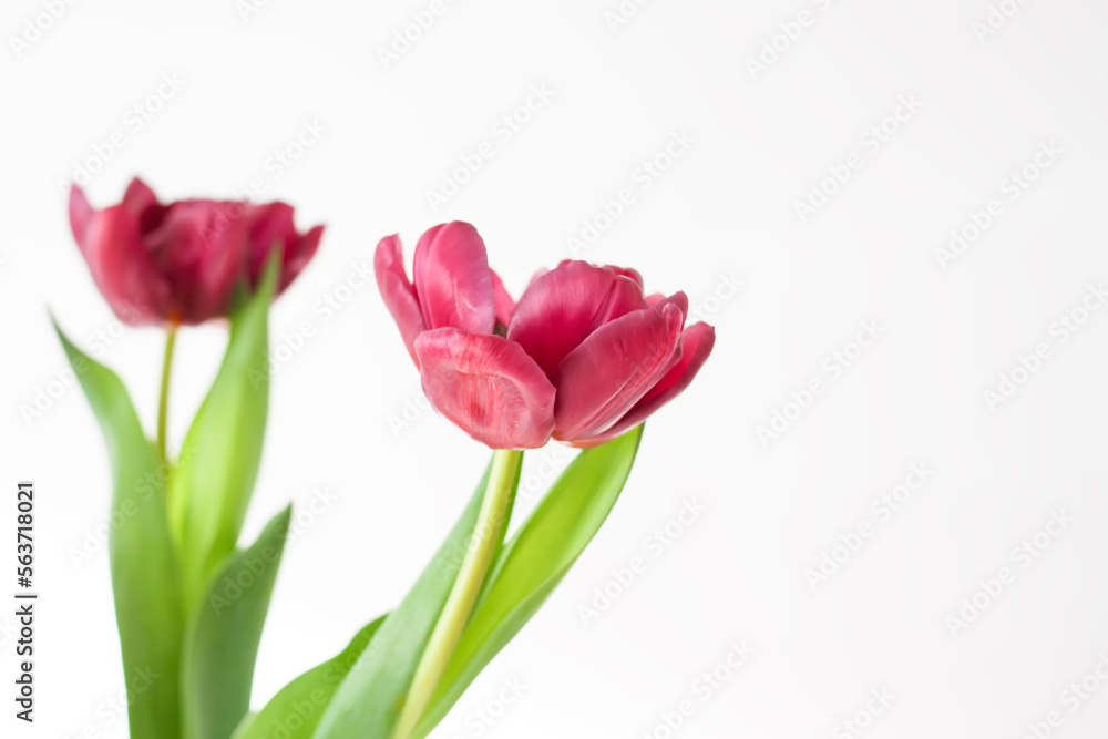 Bouquet of tulip flowers in transparent vase. Beautiful spring plants in flowering season. Minimalistic floral design. Bouquet of tulip flowers in transparent vase. Beautiful spring plants in flowering season. Minimalistic floral design.