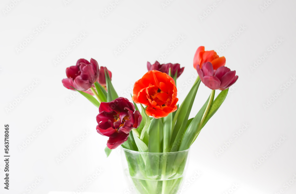 Bouquet of tulip flowers in transparent vase. Beautiful spring plants in flowering season. Minimalistic floral design.