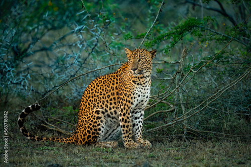 Canvas-taulu Leopards of Yala Sri Lanka