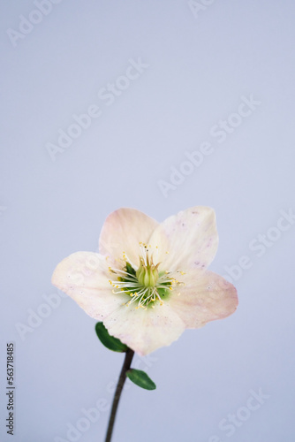 Winter rose hellebore Flower Colourful Close-up