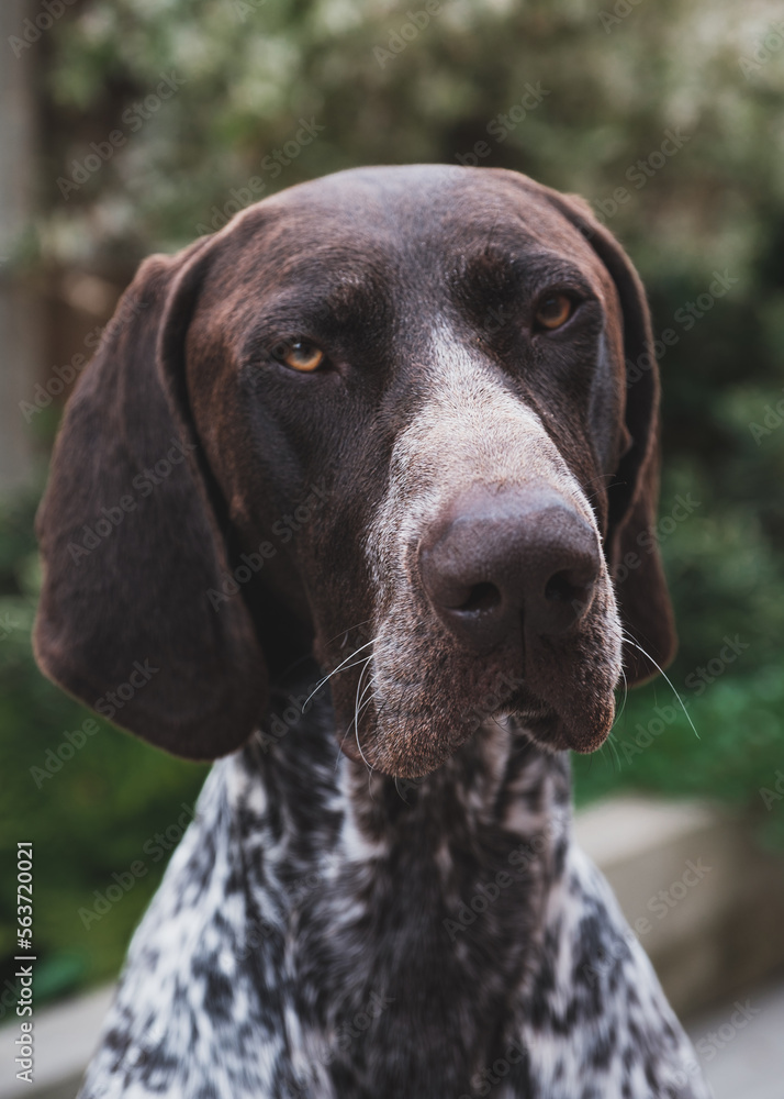 close up portrait of German pointer gsp dog close up portrait of German pointer gsp dog