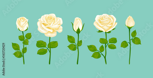 Roses of white color isolated on blue background. Roses flowers of different shapes set. Vector cartoon illustration.
