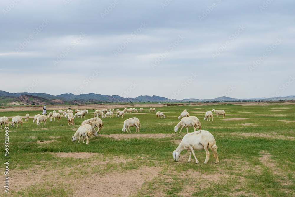 Obraz premium goat farming in saudi desert 