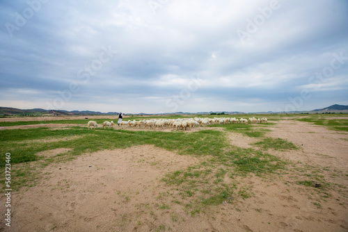 goat farming in saudi desert 