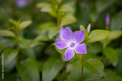 Nahaufnahme einer blauen violetten Blume