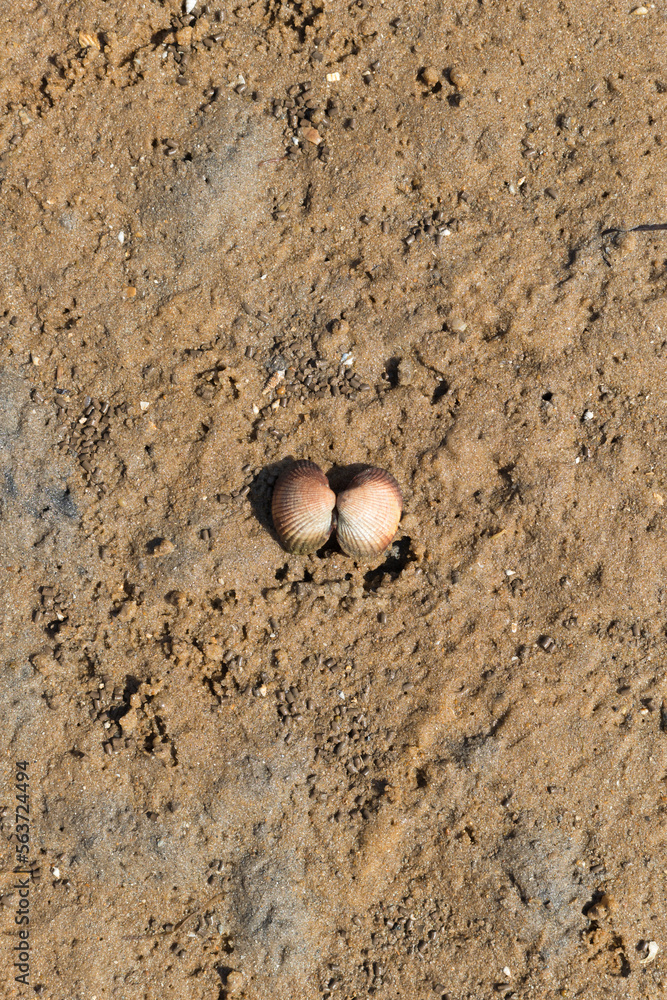 Clam shell on the sand, Ria Formosa, Natural Park, Algarve Clam shell on the sand, Ria Formosa, Natural Park, Algarve