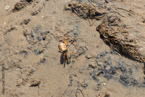 Crab on the ground  Ria Formosa Natural Park  Algarve