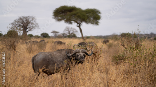 herd of buffalo photo