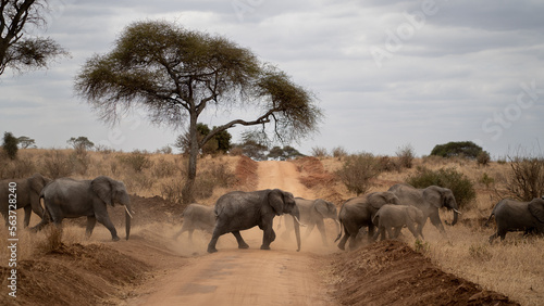 herd of elephants in the serengeti photo