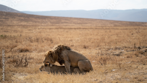 Quadro em tela Mating lions in the Serengeti