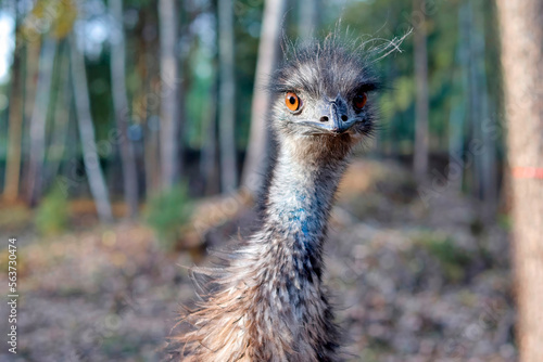 head of a wild emu bird against a landscape with blue sky and trees photo