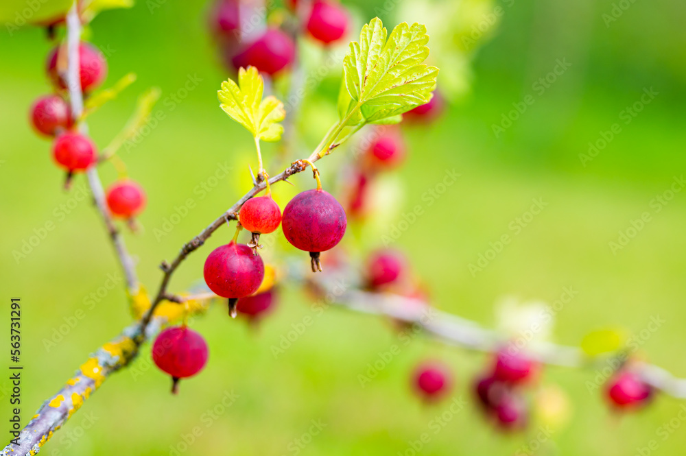Obraz premium Bunch of vibrant juicy red gooseberries growing on the shrub. Closeup of harvest of gooseberry plant ready for crop