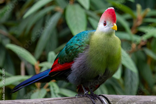 Red crested turaco 