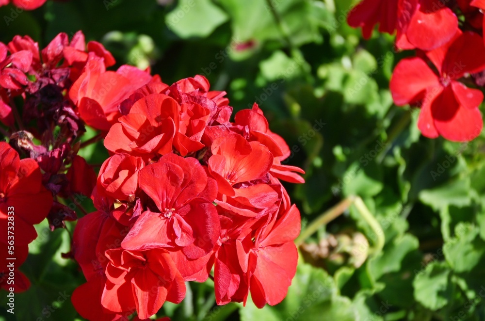 Red Flowers