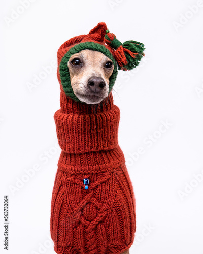 Beautiful dog in an orange knitted sweater and a cute knitted hat with a pompon poses for a photo