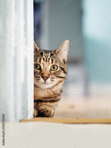 Cute tubby cat looking out behind door frame sitting on a yellow wooden flor. Selective focus.