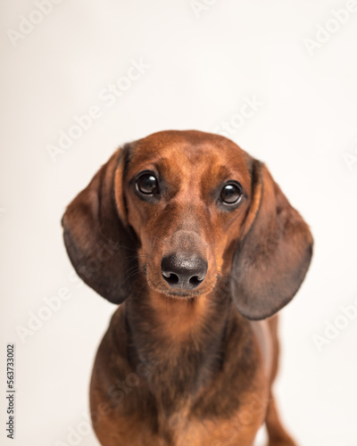 Beautiful dog with cute eyes is posing for a photo. The breed of the dog is the Dachshund © Mykola Tkach