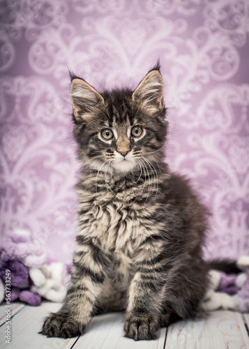 Cute fluffy kitten poses for a photo on the background of a beautiful patterned wallpaper