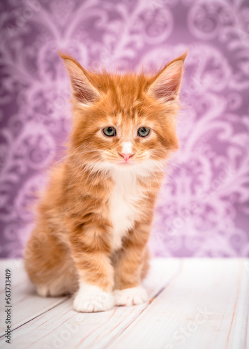 Cute ginger fluffy kitten poses for a photo on the background of a beautiful patterned wallpaper
