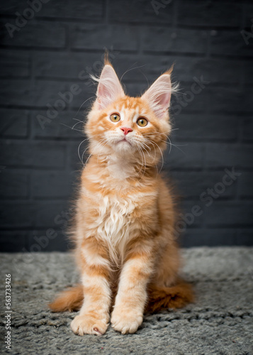  Cute ginger fluffy kitten sits near a gray brick wall