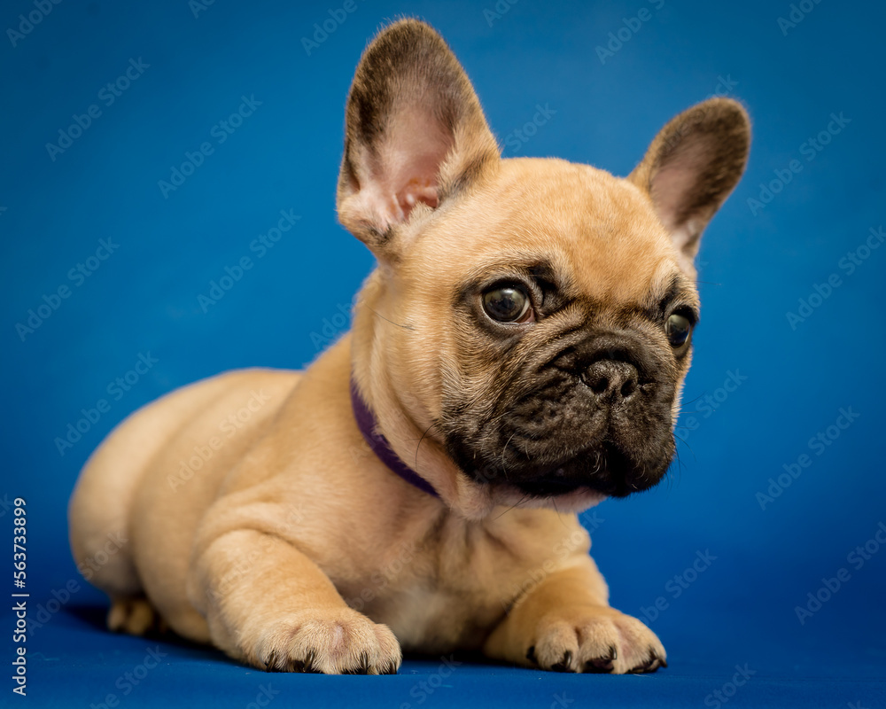 Cute little puppy in a collar lies on a blue background. The breed of the dog is the French bulldog