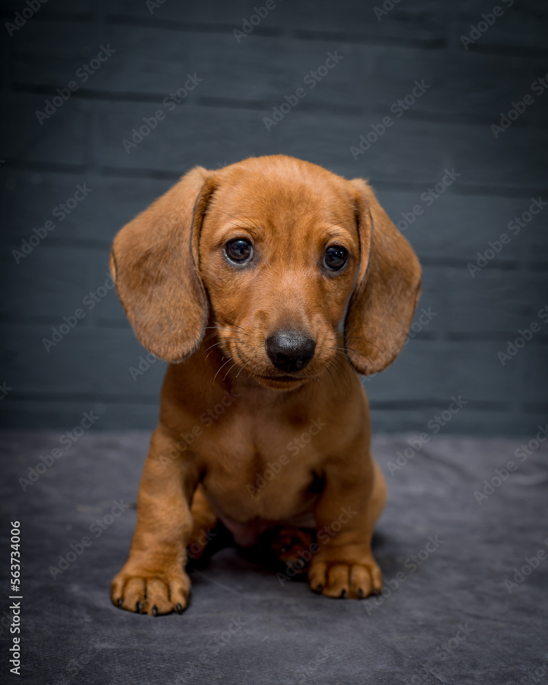 Cute little puppy is sitting near the gray brick wall. The breed of the dog is the Pygmy Dachshund