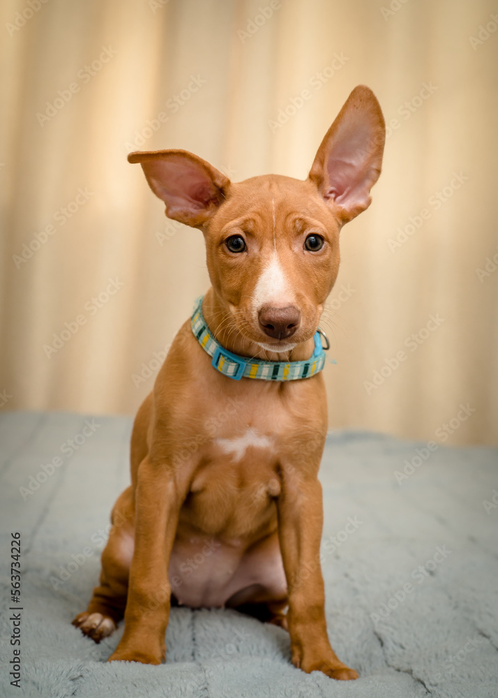 Cute red puppy with funny ears is posing for a photo. The breed of the dog is the Cirneco dell’Etna