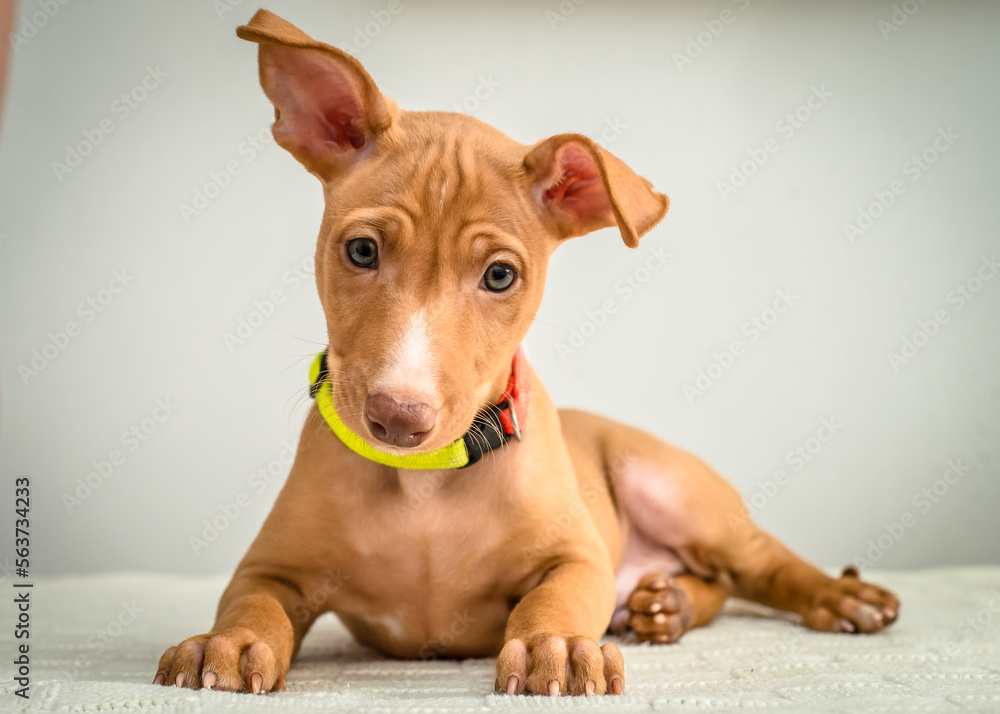 Cute red puppy with funny ears is posing for a photo. The breed of the dog is the Cirneco dell’Etna