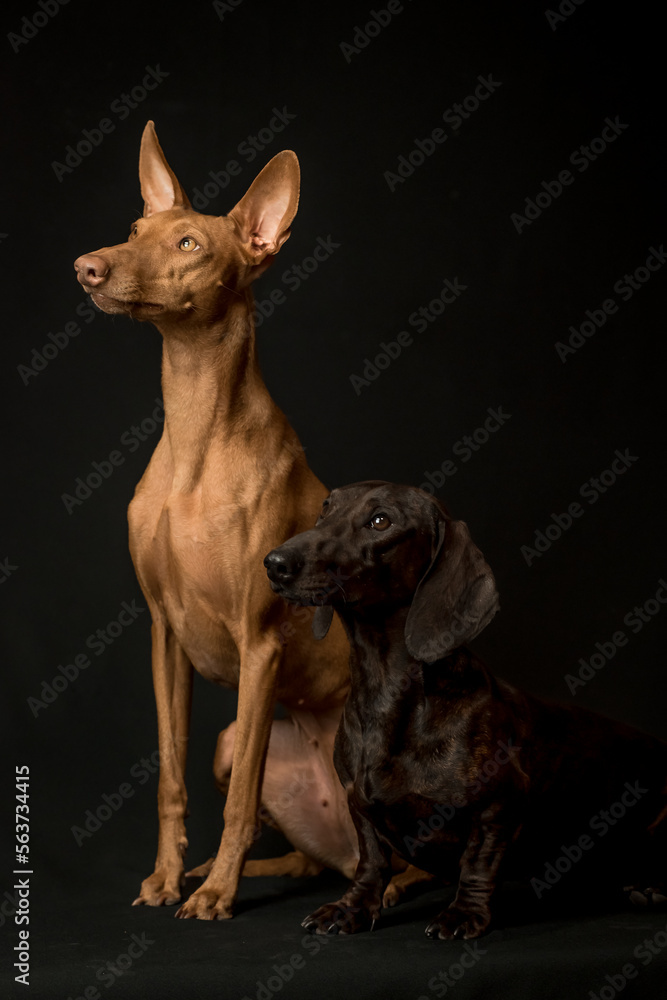 Two beautiful dogs of different breeds pose for a photo. Dog breeds Dachshund and Cirneco dell’Etna