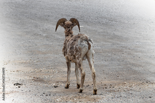 big horn sheep facing away from camera