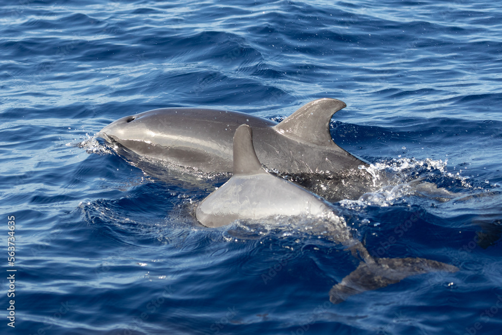 Naklejka premium spotted dolphins a the ocean near madeira