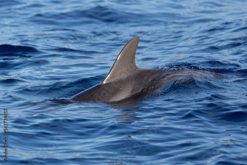 spotted dolphins a the ocean near madeira 