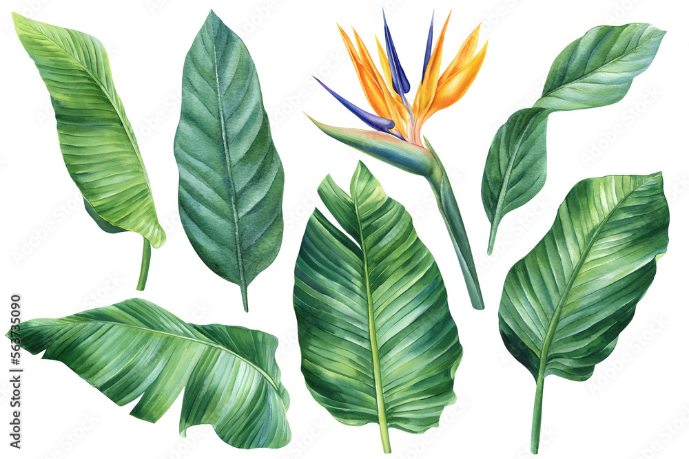 Strelitzia, set of tropical flowers and leaves, flower of paradise, white background, watercolor botanical painting Strelitzia, set of tropical flowers and leaves, flower of paradise, white background, watercolor botanical painting