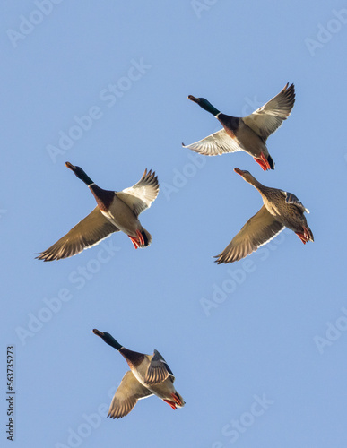 Four mallard ducks fly overhead