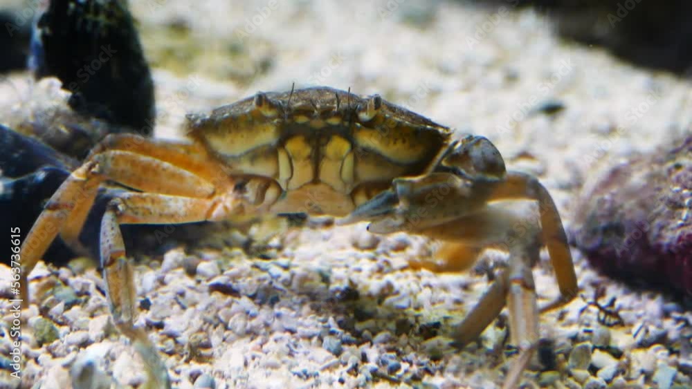 An invasive blue crab (Callinectes sapidus) in the shallow sea An invasive blue crab (Callinectes sapidus) in the shallow sea