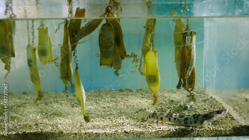Small-spotted catshark (Scyliorhinus canicula) hatchery with newborn sharks and many egg capsules