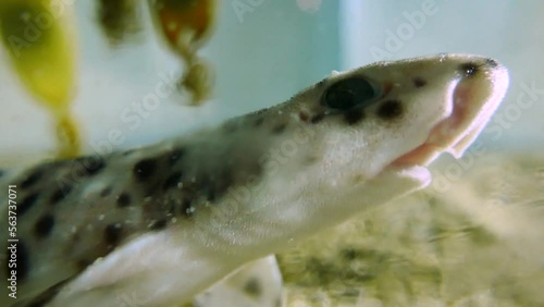 A newly hatched small-spotted catshark (Scyliorhinus canicula) resting, close-up