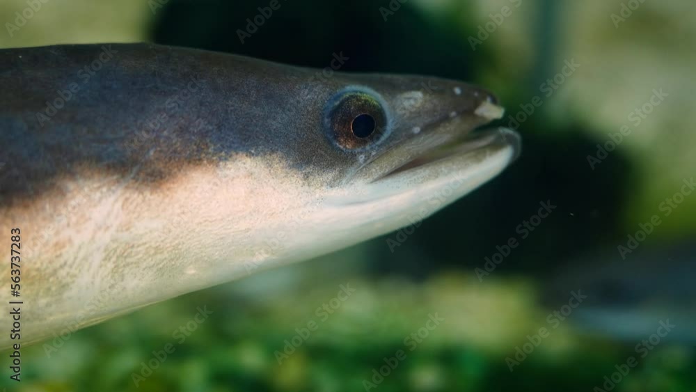 European eel (Anguilla anguilla), close-up European eel (Anguilla anguilla), close-up