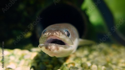 European eel (Anguilla anguilla), close-up