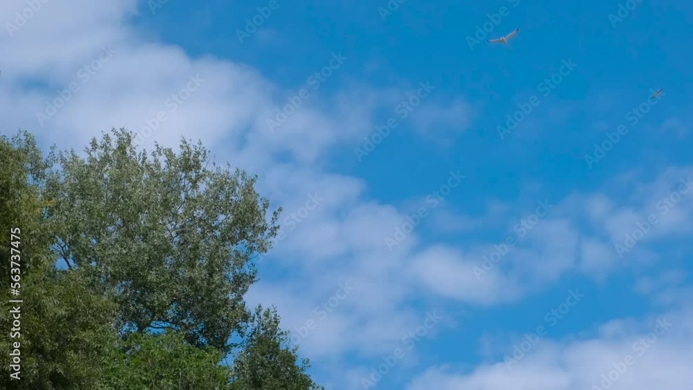 Seagulls fly against the background of the sky and green trees. Seagulls fly against the background of the sky and green trees.