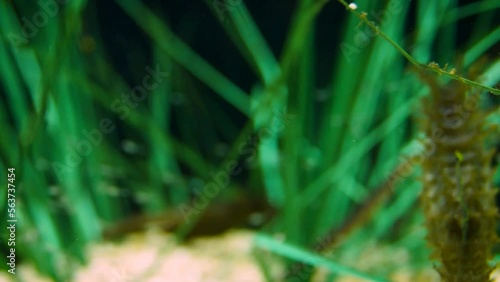 Long-snouted seahorse (Hippocampus guttulatus) with its food, opossum shrimps (Mysida)