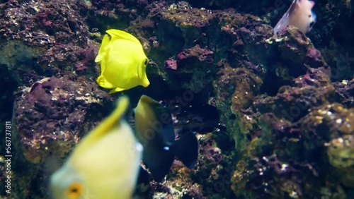 Tropical surgeonfish: yellow tang (Zebrasoma flavescens) and brown tang (Zebrasoma scopas) photo