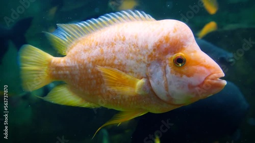 Midas cichlid (Amphilophus citrinellus), a large male swimming with other cichlids and pacus photo