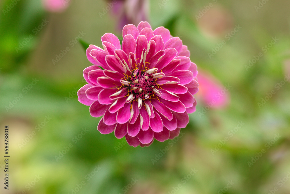 Close Up of Zinnia in a Summer Garden Close Up of Zinnia in a Summer Garden