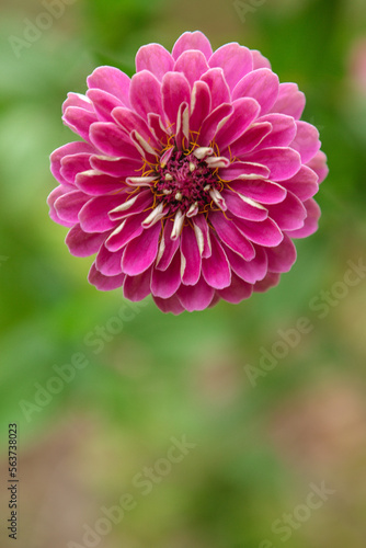 Close Up of Zinnia in a Summer Garden
