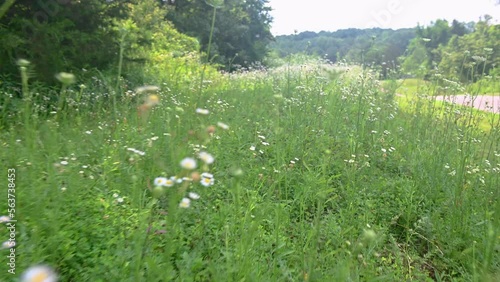 wild white flowers in a meadow 