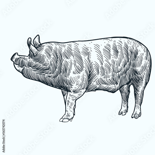 Vintage hand drawn sketch Berkshire Pigs