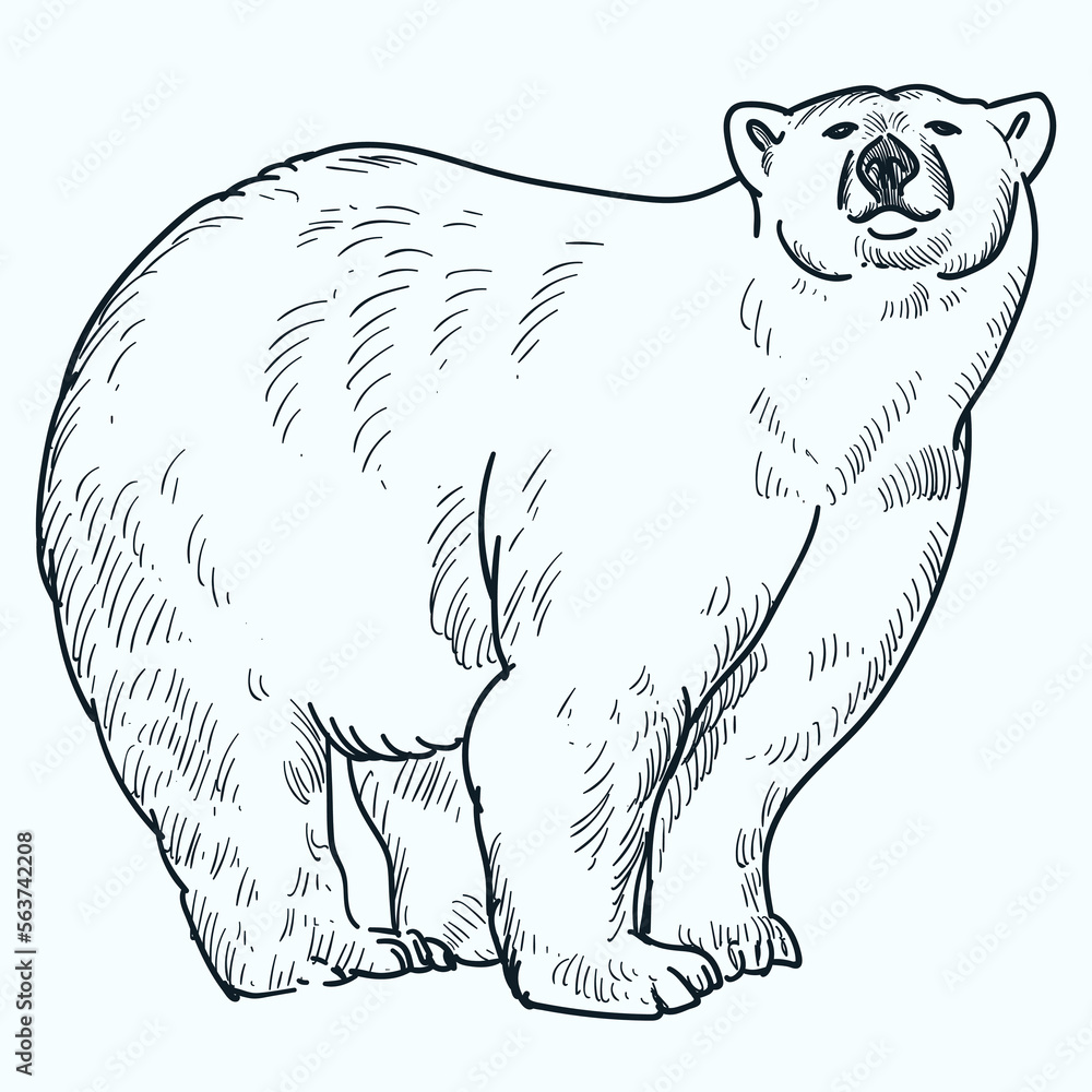Obraz premium Vintage hand drawn sketch smile polar bear