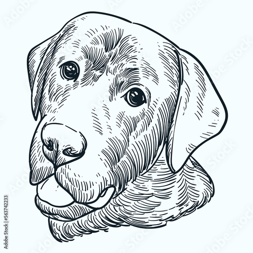 Vintage hand drawn sketch black Labrador