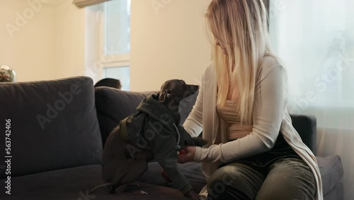 Lifestyle: Blonde young woman is putting green dog's clothes on her Italian Greyhound at home photo